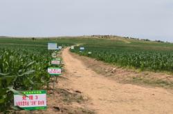 赤峰收玉米電話是多少