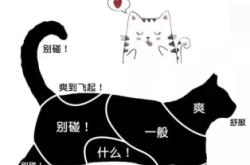 赤峰哪塊有貓市場啊電話地址