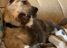 赤峰萌寵聯(lián)盟官網(wǎng)電話地址查詢