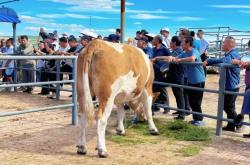 赤峰肉牛廠家電話地址是多少號