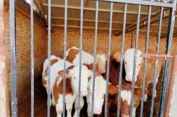 赤峰活牛運(yùn)輸公司電話(huà)多少號(hào)