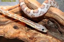 赤峰寵物錦蛇養(yǎng)殖場電話號(hào)碼