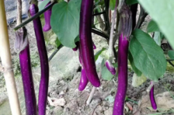 赤峰圓茄苗定購電話號碼查詢