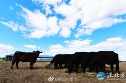 赤峰養(yǎng)牛場(chǎng)聯(lián)系電話查詢地址