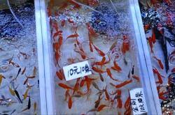 赤峰市批發(fā)觀賞魚電話號碼