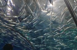 赤峰龍門水族館電話號碼多少