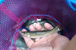 赤峰批發(fā)黑坑柳根魚電話號(hào)碼