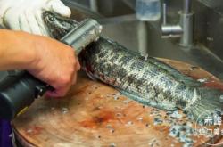 赤峰現(xiàn)殺牛肉店地址電話號(hào)碼