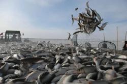 赤峰賣(mài)華子魚(yú)電話(huà)地址查詢(xún)