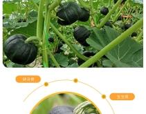 內(nèi)蒙貝貝小南瓜多少錢一斤