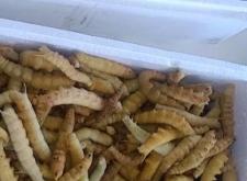 赤峰市蟈蟈售賣店地址電話號碼