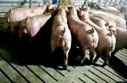 三豐種業(yè)赤峰代理公司電話號碼