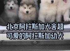 赤峰阿拉斯加狗舍電話號碼