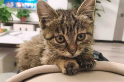 赤峰貓繁殖基地電話號碼查詢