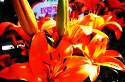 赤峰紅山區(qū)鮮花配送電話號碼