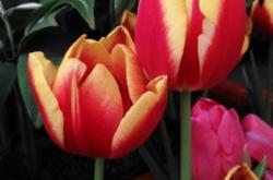 赤峰天虹花卉市場電話號(hào)碼