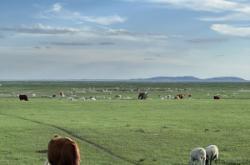 赤峰養(yǎng)驢托管電話號碼多少號