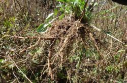 赤峰細(xì)葉芒種植基地電話(huà)號(hào)碼