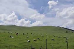 赤峰石林寵物醫(yī)院電話號碼多少