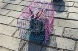 赤峰二手兔子籠子轉(zhuǎn)讓電話號(hào)碼