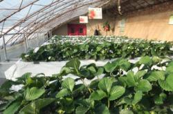 赤峰摘草莓團購電話是多少號