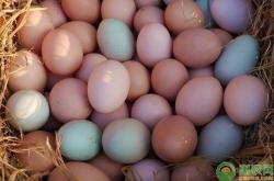 赤峰回收破損雞蛋廠家電話號碼