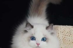 赤峰出售貓崽電話號碼查詢地址