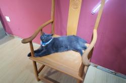 赤峰夢幻島貓咖館電話號碼