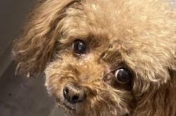 赤峰市尋狗主人電話地址查詢