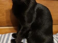 赤峰領(lǐng)養(yǎng)小黑貓電話號碼查詢