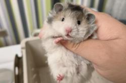 赤峰辛帝寵物診所電話多少號