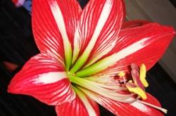 內(nèi)蒙古赤峰送花電話號碼是多少