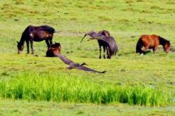 赤峰烏丹雙利煙花店電話號碼