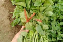 赤峰穆家營紅薯基地電話號碼