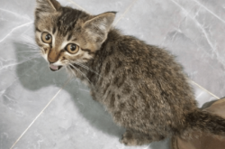 赤峰領(lǐng)養(yǎng)貓狗電話多少號碼