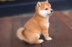 赤峰夢幻寵物店電話號碼多少