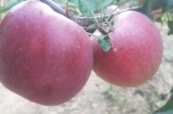 赤峰蘋果基地電話多少號碼