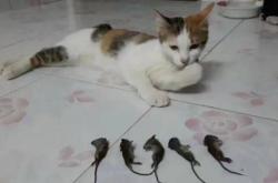 赤峰賣防老鼠糧倉電話號(hào)碼是多少