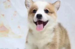 赤峰回收比熊電話多少號