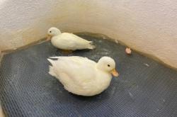 赤峰朝陽(yáng)動(dòng)物園電話(huà)號(hào)碼多少