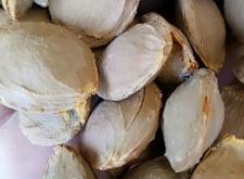 赤峰山杏核收購(gòu)商電話(huà)號(hào)碼