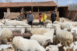 赤峰養(yǎng)羊場(chǎng)出租電話號(hào)碼是多少