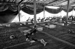 赤峰養(yǎng)鴨合作社電話多少號(hào)