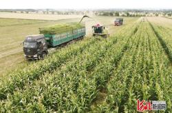 赤峰市收青儲(chǔ)玉米電話號(hào)碼