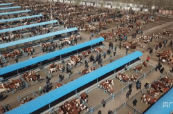 赤峰市養(yǎng)牛電話號碼查詢地址