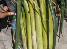 赤峰蒙龍種子公司電話號(hào)碼