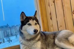 赤峰萬達(dá)萌寵屋電話號碼