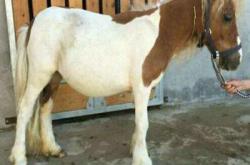 赤峰矮馬養(yǎng)殖廠電話地址查詢