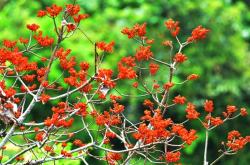 赤峰梧桐花屬于哪個(gè)區(qū)