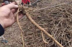 赤峰中藥材種子銷售電話號碼